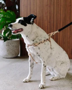 NICE DIGS Tiggy Leather Dog Harness