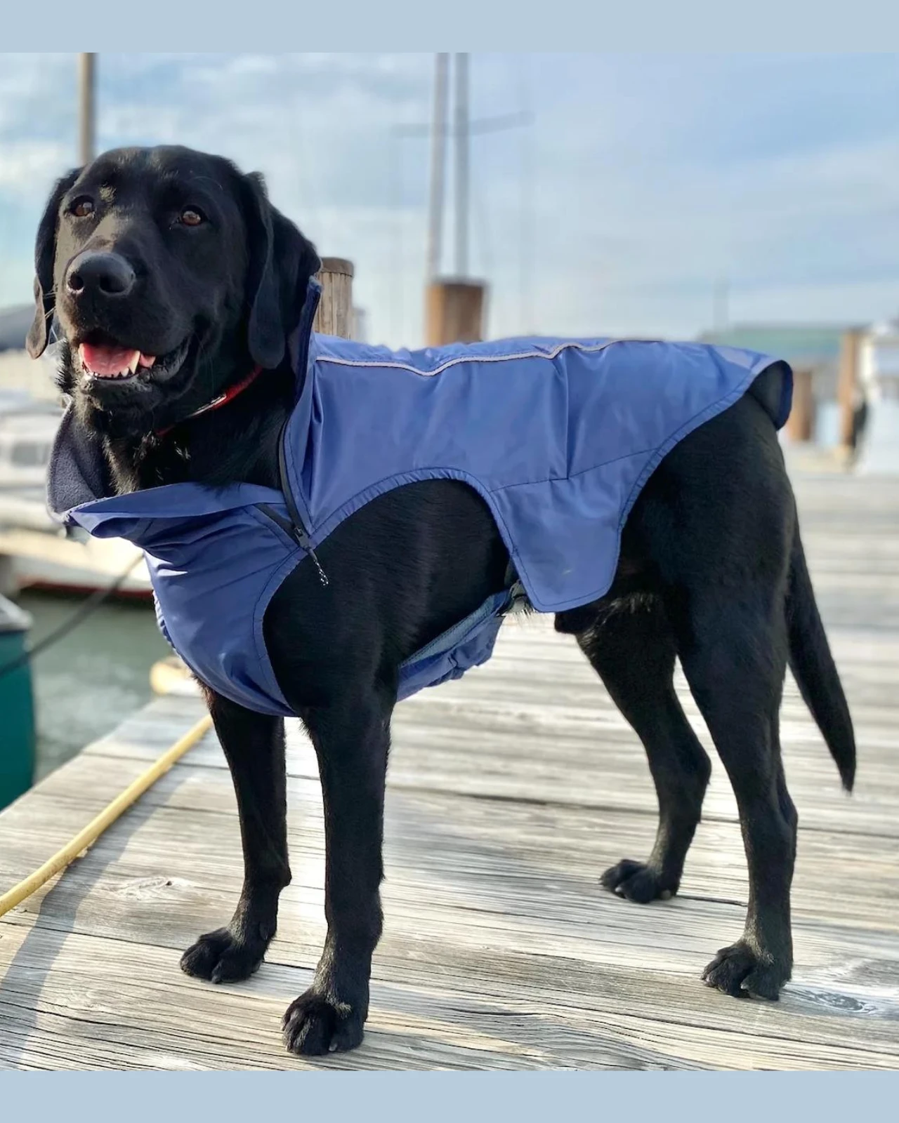 BAY DOG Narragansett Bay Dog Sailing Jacket