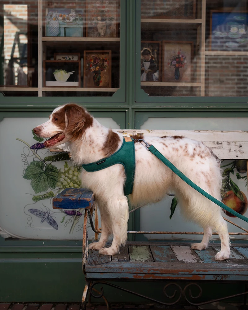 CHARLIE'S BACKYARD Town Slip-On Dog Harness - Image 9