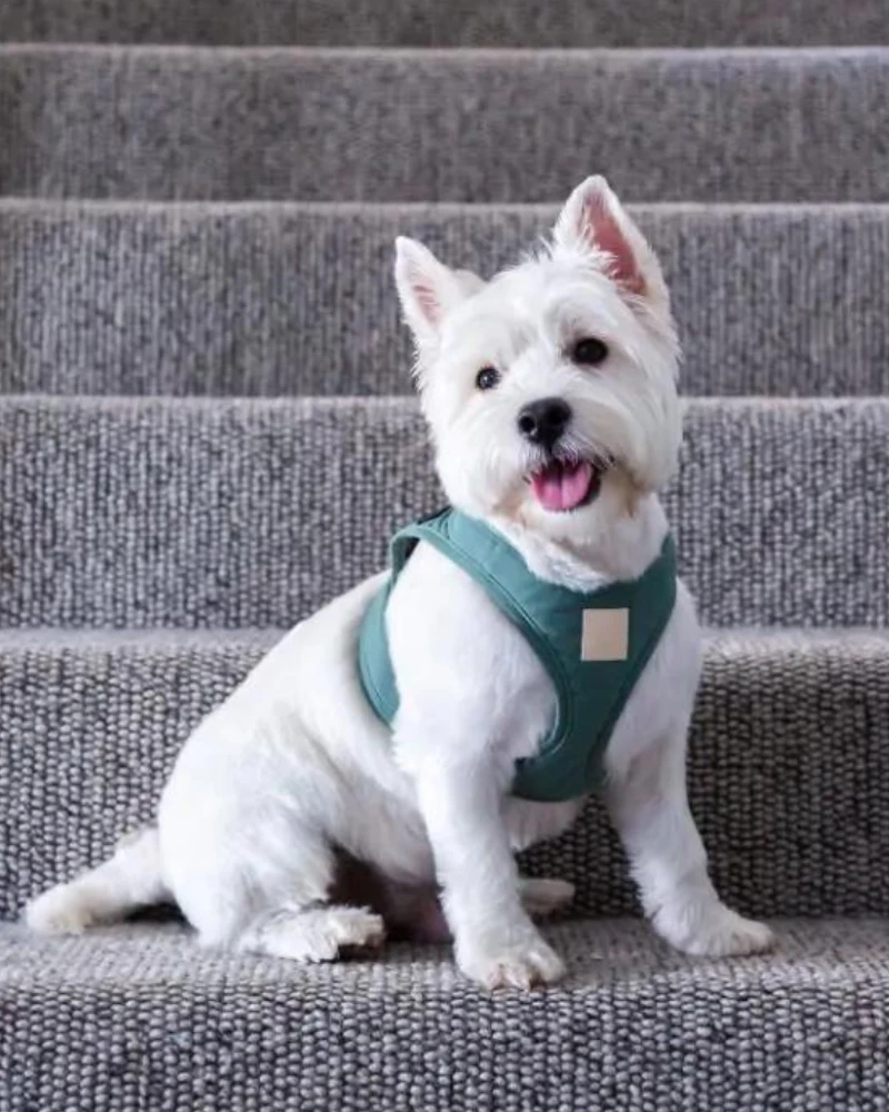 FUZZYARD Soft Fabric Step-In Dog Harness - Image 16
