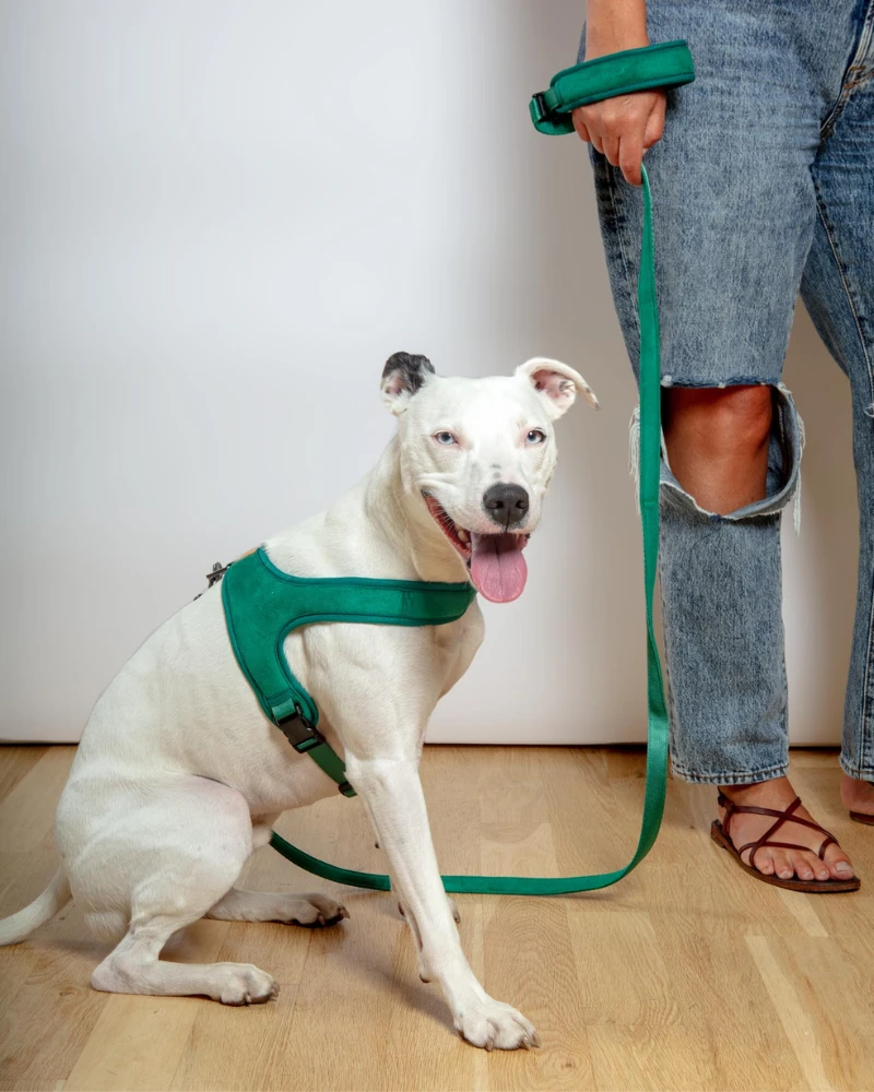CHARLIE'S BACKYARD Town Slip-On Dog Harness - Image 3