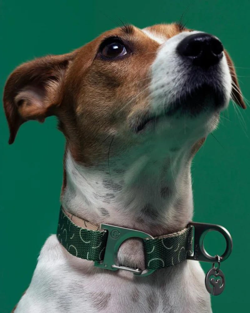 FUR SIE Sabine Vegan Dog Collar (FINAL SALE)