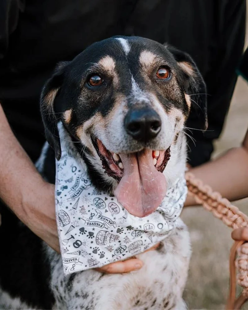 MODERN COMPANION Dog Bandana For Weddings Or Engagement (Made In The USA) - Image 2