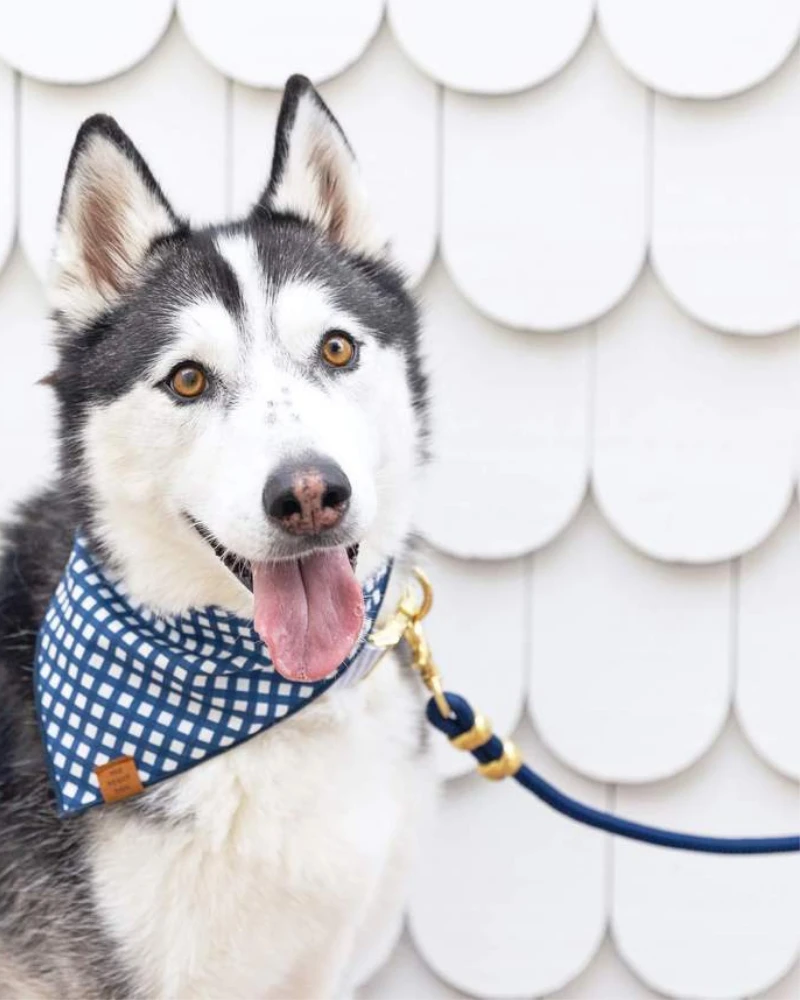 THE FOGGY DOG Ocean Marine Rope Dog Leash (Made In The USA) - Image 3