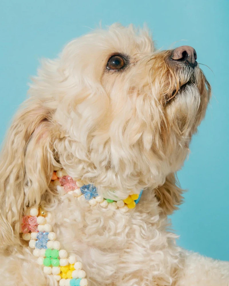 SUSAN ALEXANDRA Broadway Beaded Dog Collar In Matinee (Made In The USA) - Image 5