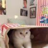 BITE ME Popcorn Paper Bag Cat Cave Toy