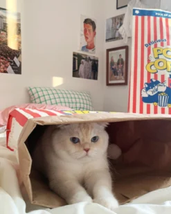 BITE ME Popcorn Paper Bag Cat Cave Toy
