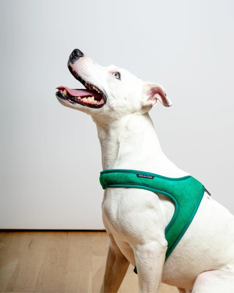 CHARLIE'S BACKYARD Town Slip-On Dog Harness - Image 5