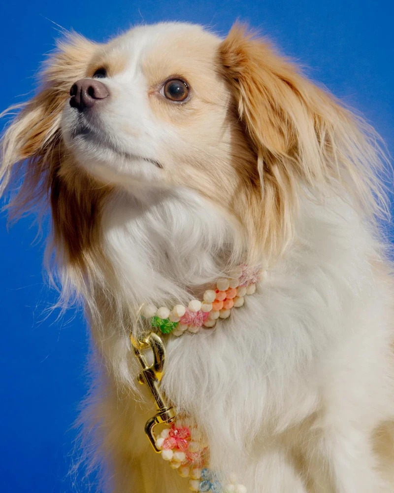 SUSAN ALEXANDRA Broadway Beaded Dog Leash In Matinee (Made In The USA) - Image 5