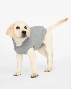 BROCHU WALKER The Cashmere Dog Hoodie Dog & Co X Brochu Walker Exclusive