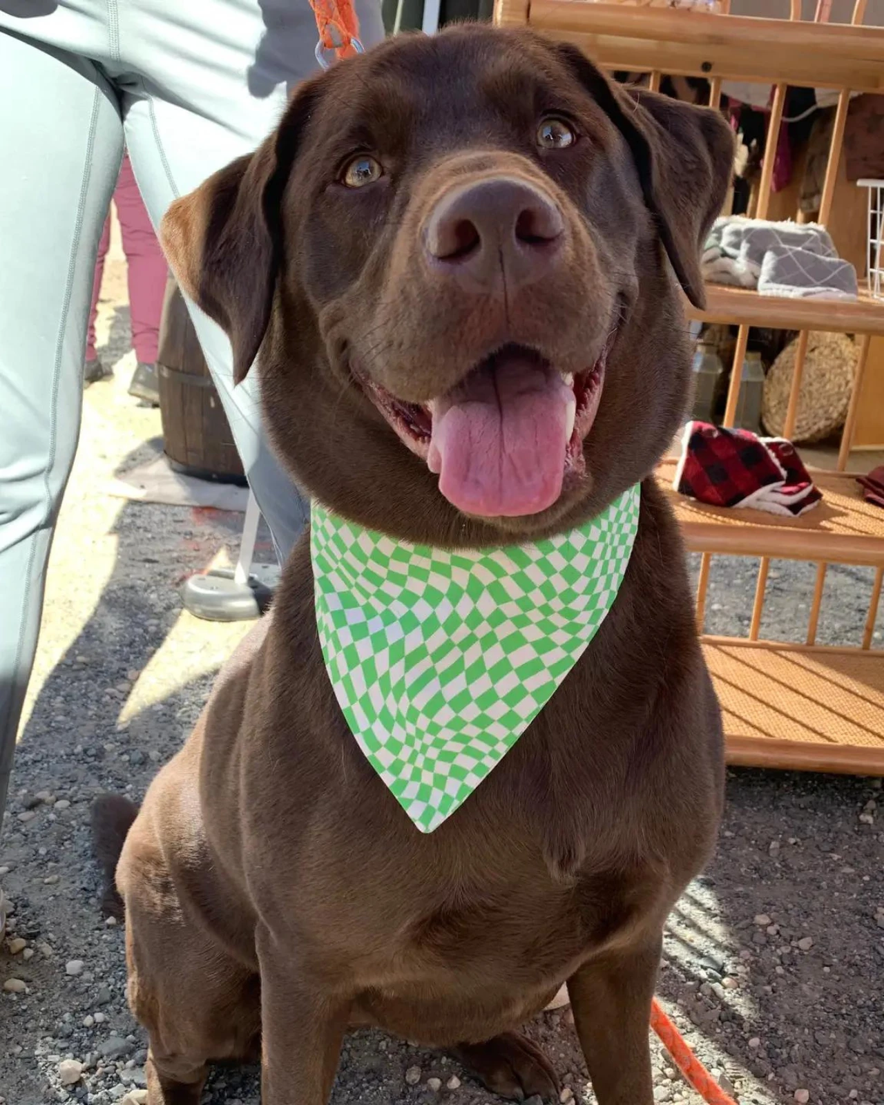 LUCA AND B Groovy Pooch Dog Bandana (Made In The USA) - Image 2