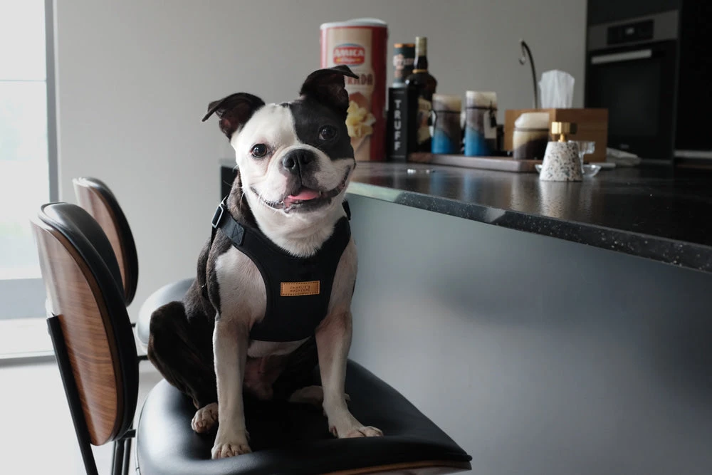 CHARLIE'S BACKYARD Comfort Dog Harness In Black - Image 6