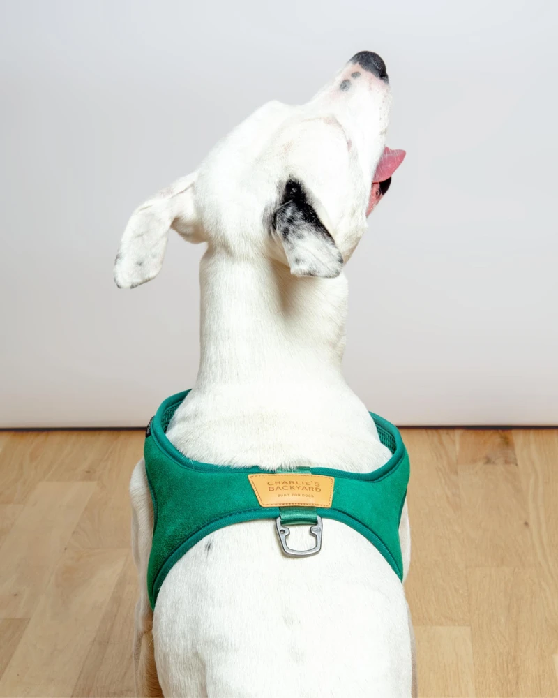 CHARLIE'S BACKYARD Town Slip-On Dog Harness - Image 4