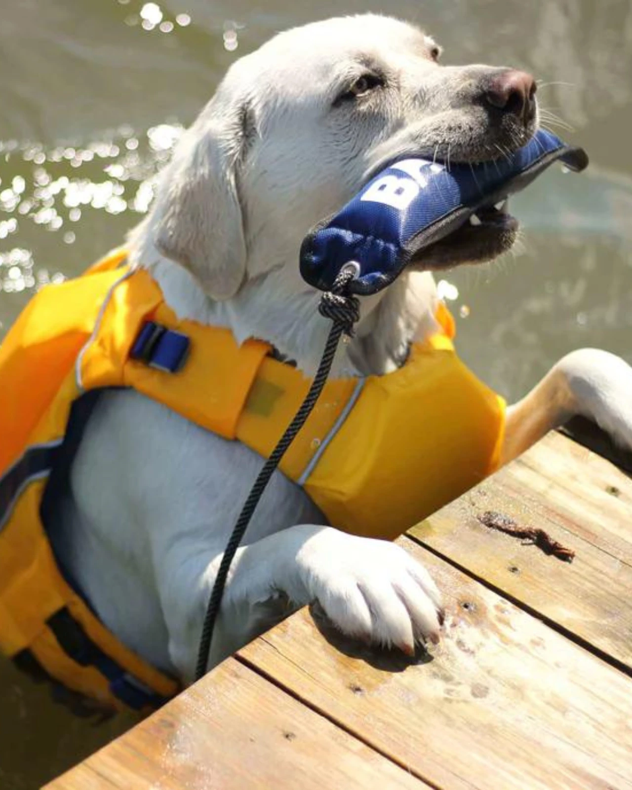 BAY DOG Monterey Bay Dog Life Jacket In Nautical Yellow - Image 3