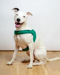 CHARLIE'S BACKYARD Town Slip-On Dog Harness