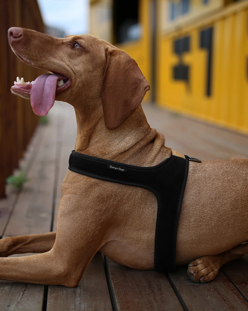 CHARLIE'S BACKYARD Town Slip-On Dog Harness - Image 13