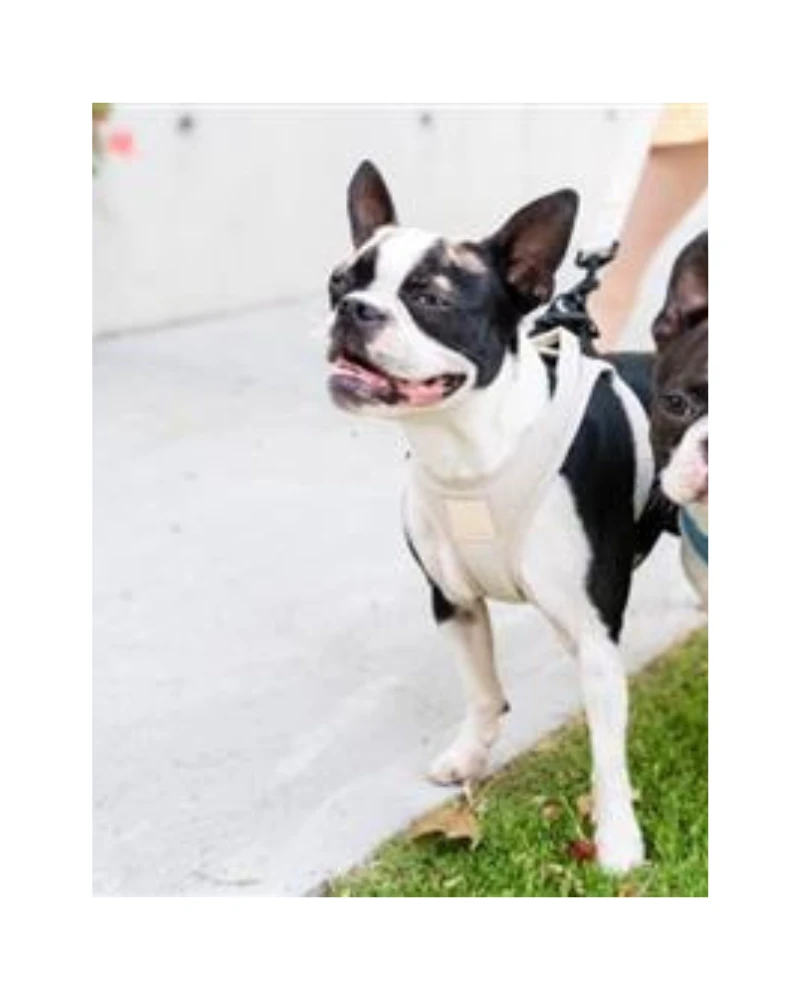 FUZZYARD Soft Fabric Step-In Dog Harness - Image 14