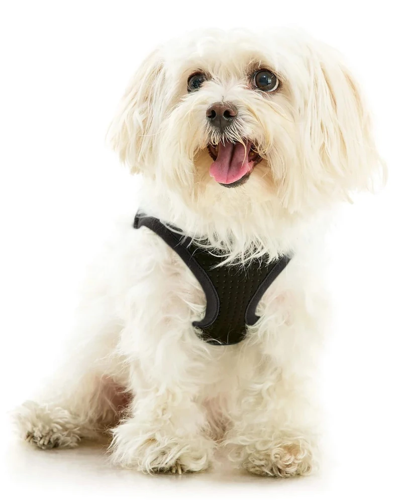 GOOBY Escape-Free Easy Fit Dog Harness - Image 4