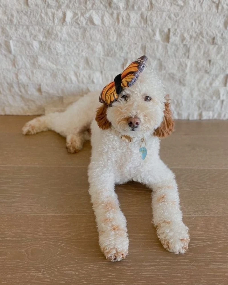 TALL TAILS Butterfly Squeaky Dog Toy - Image 6