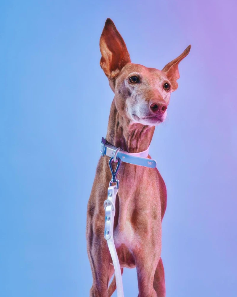 WILD ONE Holographic Lunar Dog Collar - Image 2