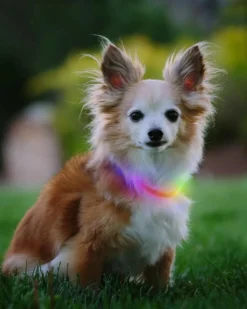 NITE IZE NITEHOWL® Rechargeable Led Safety Dog Necklace In Mini