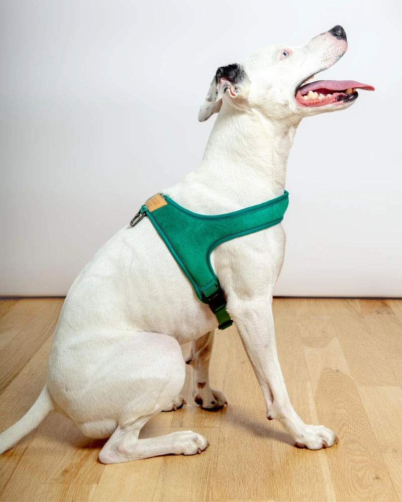 CHARLIE'S BACKYARD Town Slip-On Dog Harness - Image 6
