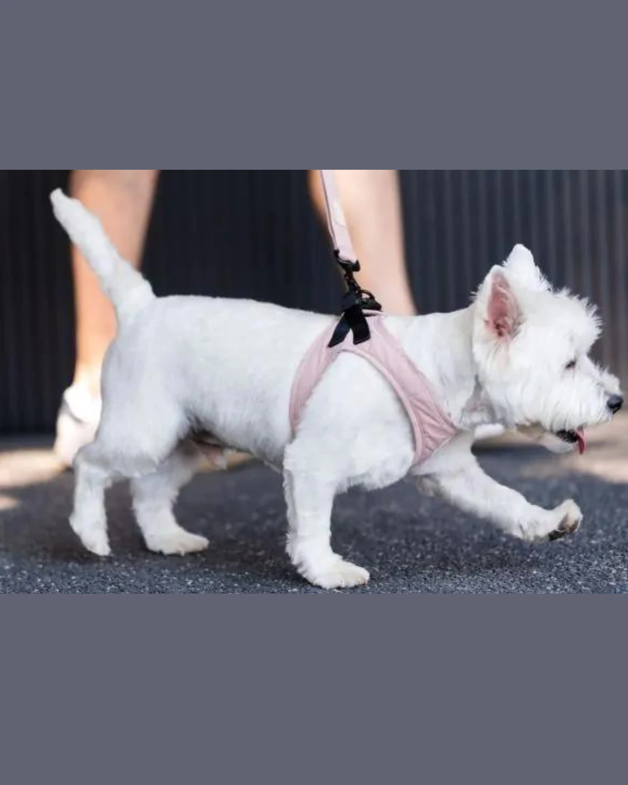 FUZZYARD Soft Fabric Step-In Dog Harness - Image 12