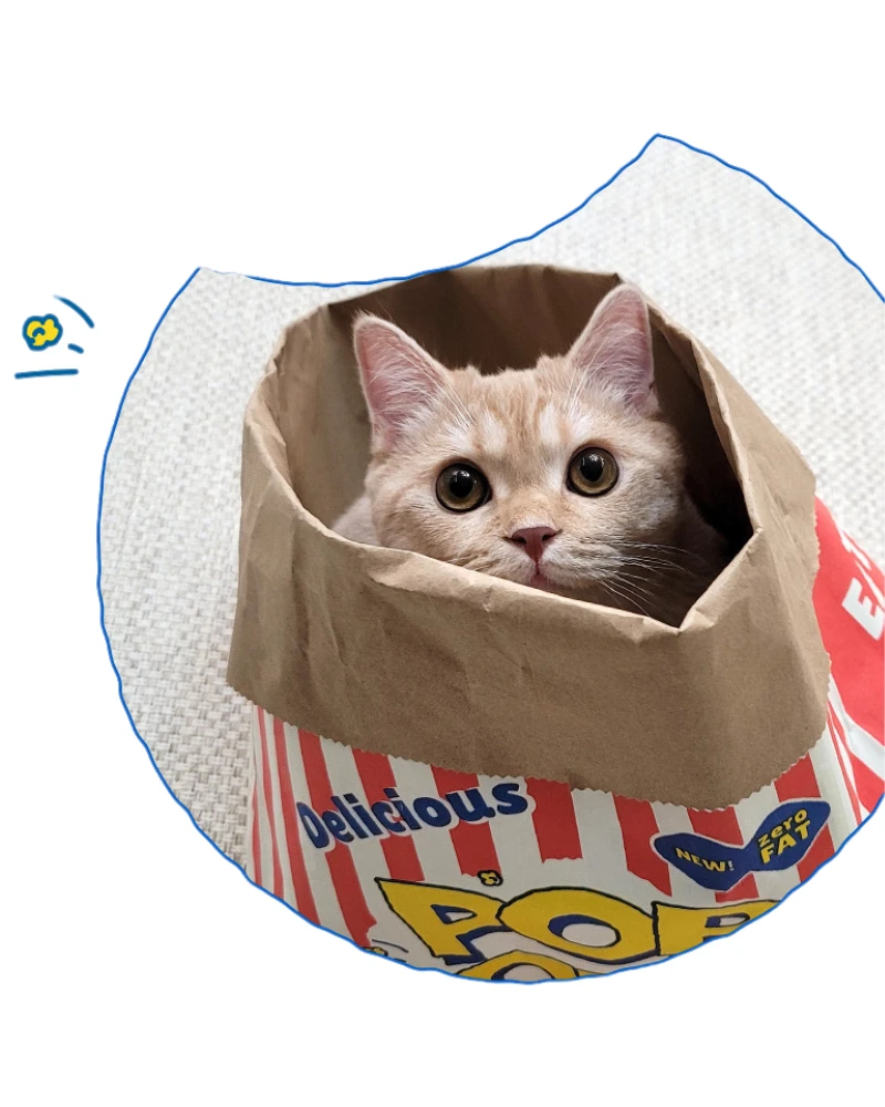BITE ME Popcorn Paper Bag Cat Cave Toy - Image 4