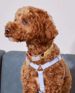 NICE DIGS Snakes & Ladders Leather Dog Collar