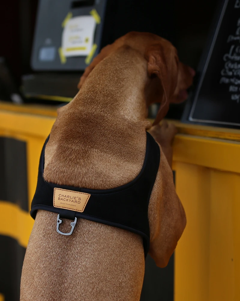 CHARLIE'S BACKYARD Town Slip-On Dog Harness - Image 14