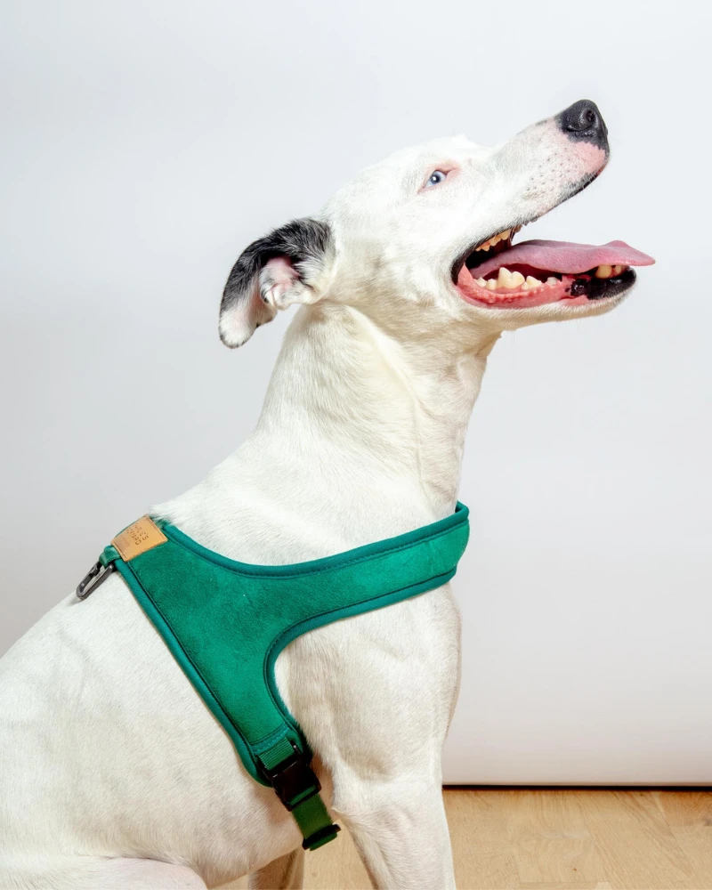 CHARLIE'S BACKYARD Town Slip-On Dog Harness - Image 7