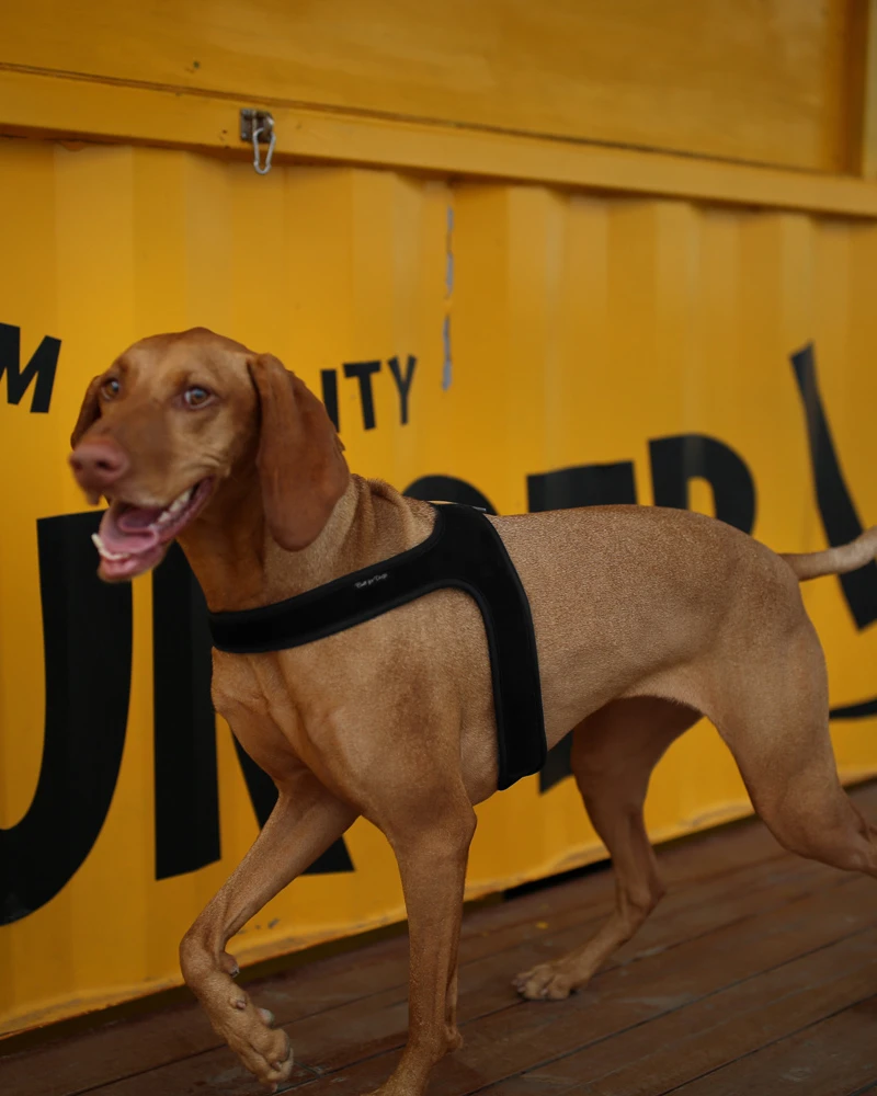 CHARLIE'S BACKYARD Town Slip-On Dog Harness - Image 11
