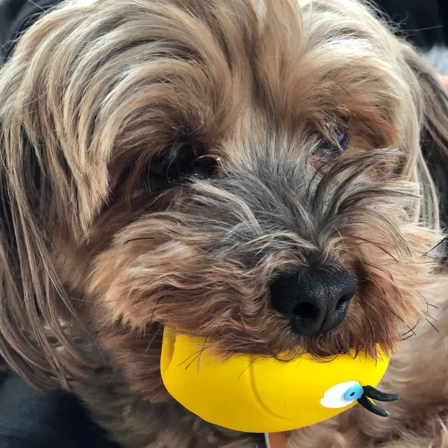 LANCO TOYS Squeaky Egg Dog Toy - Image 7