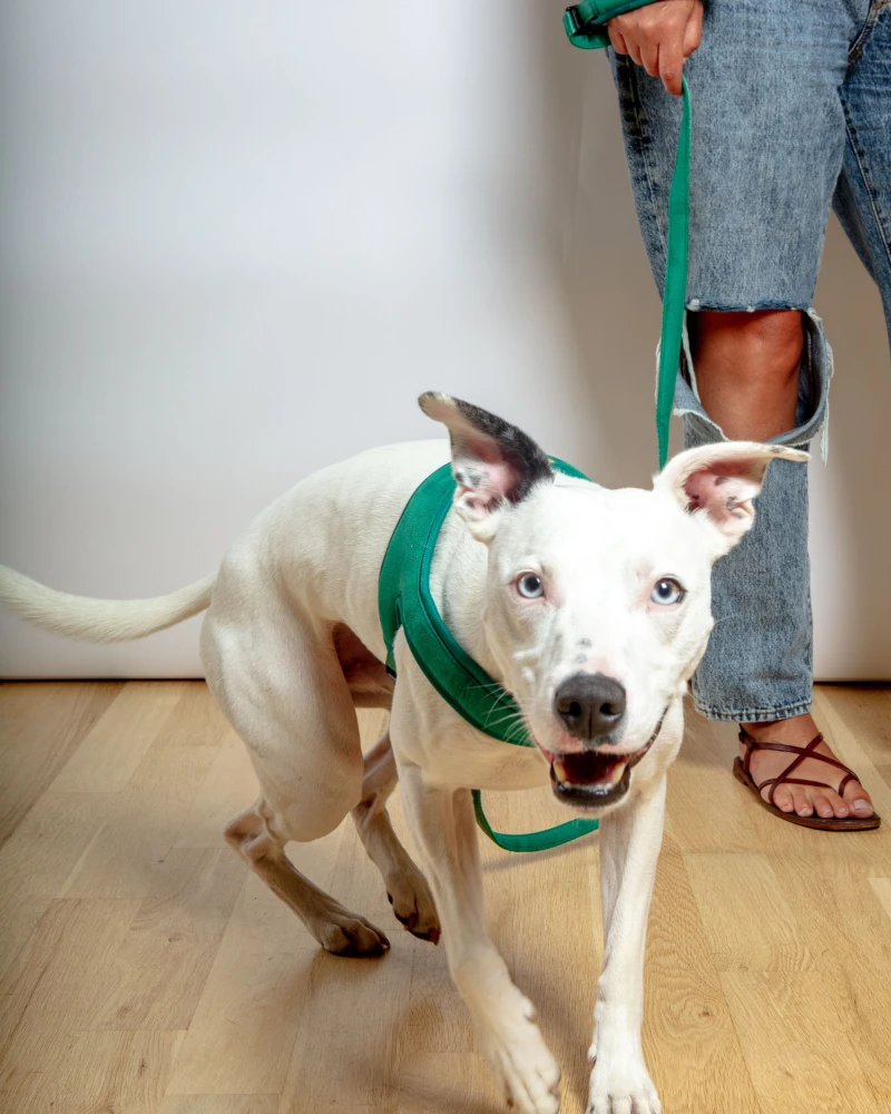 CHARLIE'S BACKYARD Town Slip-On Dog Harness - Image 8