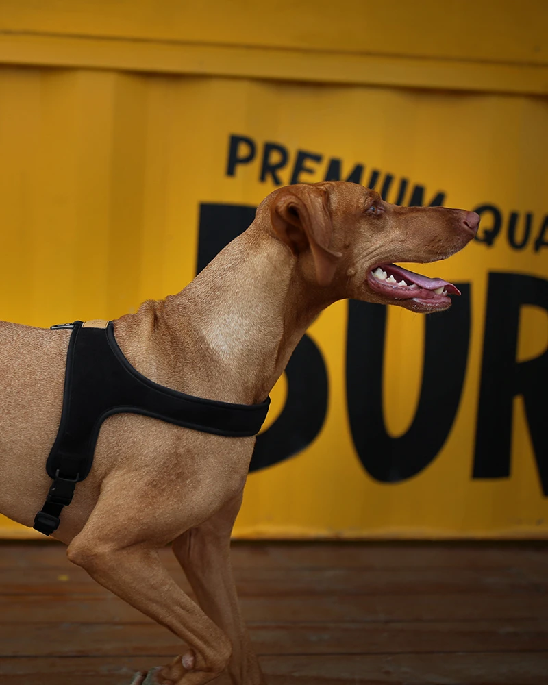 CHARLIE'S BACKYARD Town Slip-On Dog Harness - Image 2