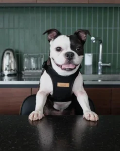 CHARLIE'S BACKYARD Comfort Dog Harness In Black