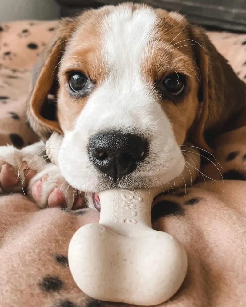 BETTERBONE Natural Hypoallergenic Eco-Friendly Dog Chew Toy - Image 10