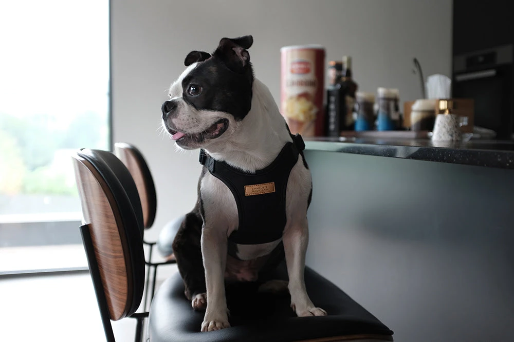 CHARLIE'S BACKYARD Comfort Dog Harness In Black - Image 7