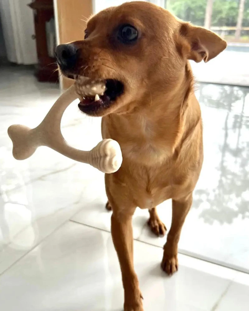 BETTERBONE Natural Hypoallergenic Eco-Friendly Dog Chew Toy - Image 11