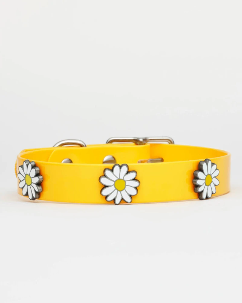 HOT DOGS ALL DRESSED The Daisy Hydro Dog Collar (Made In Canada)