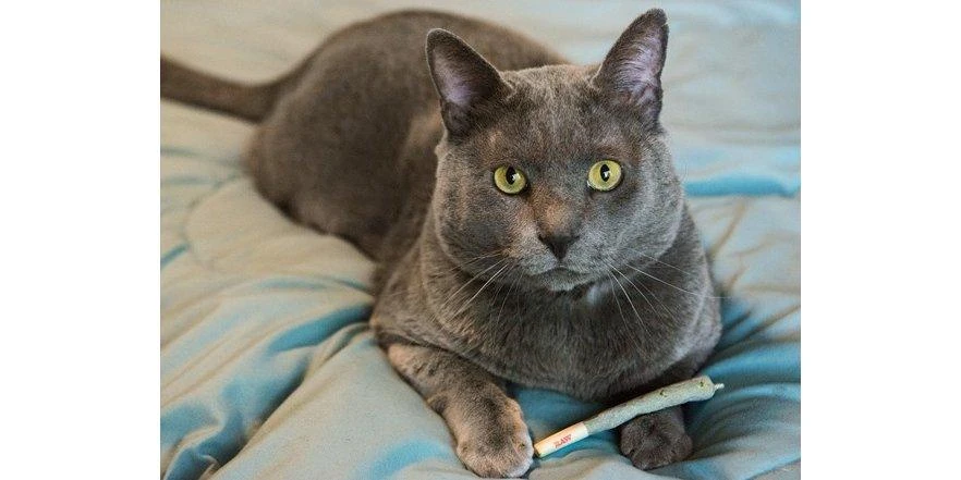 MEOWIJUANA Catnibas Meowy J's Catnip Joints - Image 3