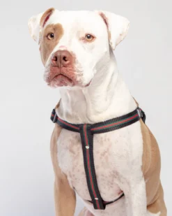 DOG & CO. COLLECTION Step-In Dog Harness In Luxe Green & Red Stripe (Made In NYC)