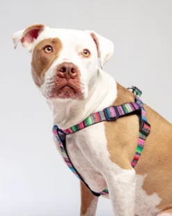 DOG & CO. COLLECTION Step-In Dog Harness In Rainbow Serape & Leopard (Made In NYC)