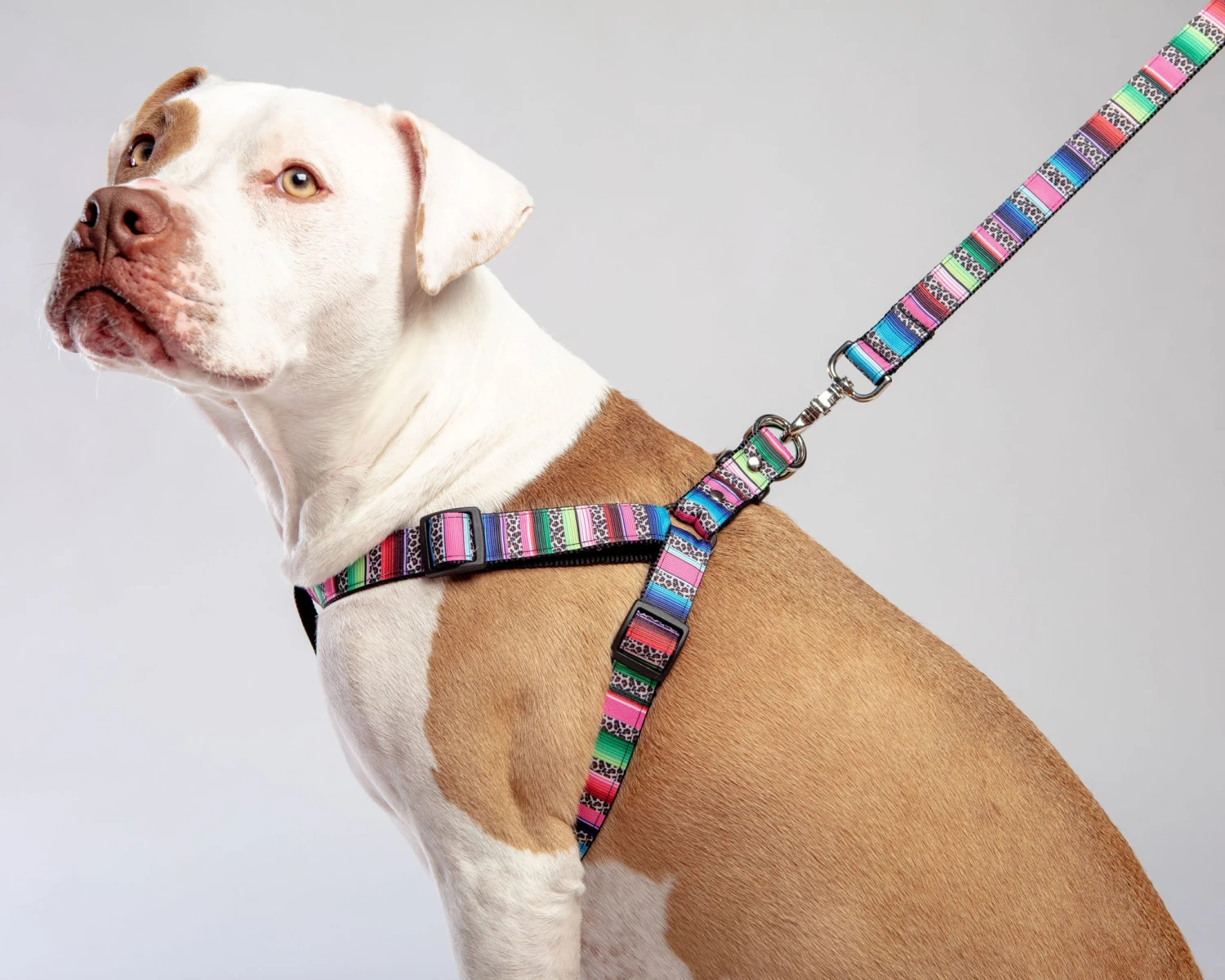 DOG & CO. COLLECTION Rainbow Serape + Leopard Dog Leash (Made In NYC) - Image 2