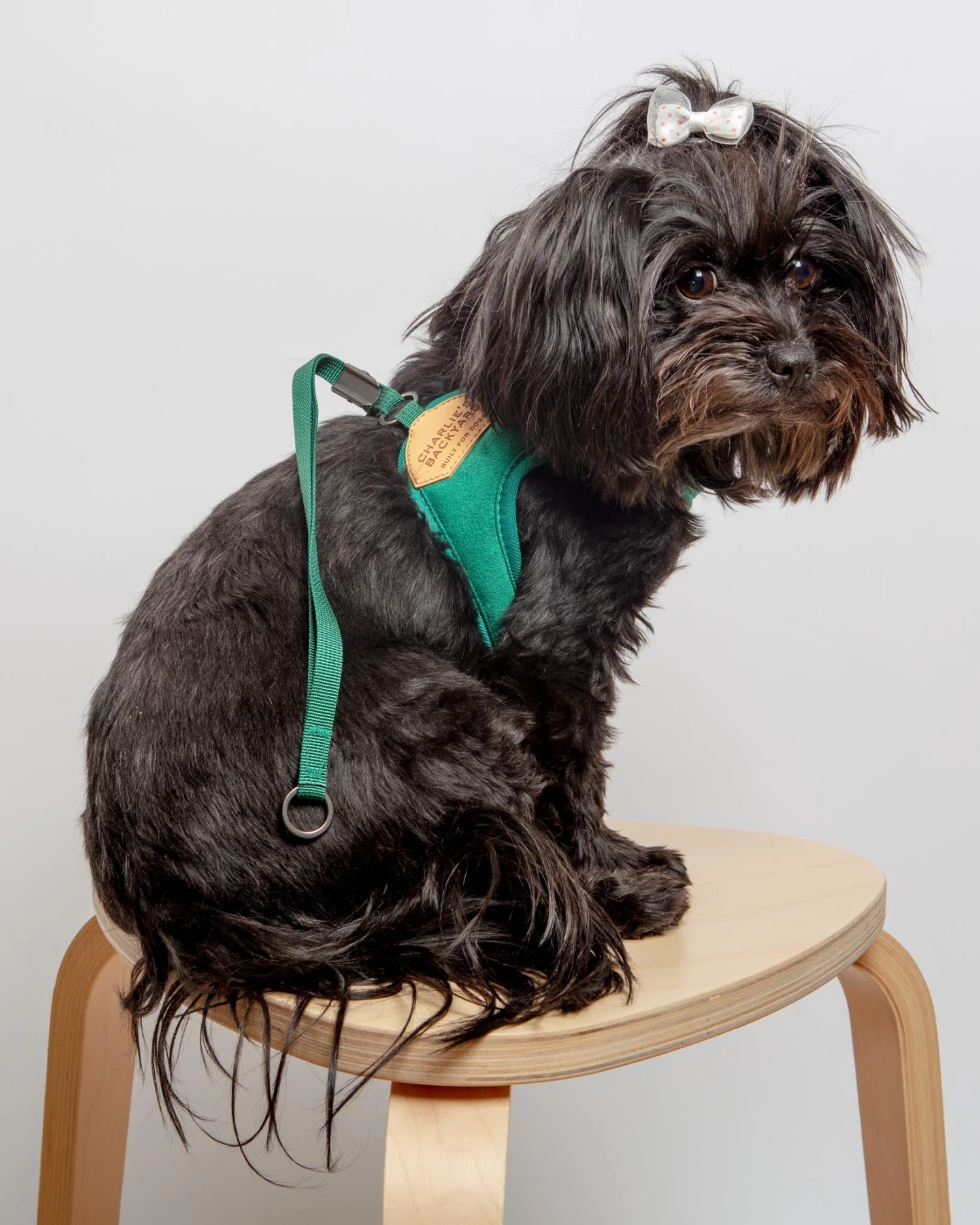 CHARLIE'S BACKYARD Adjustable Easy Dog Harness In Green - Image 3