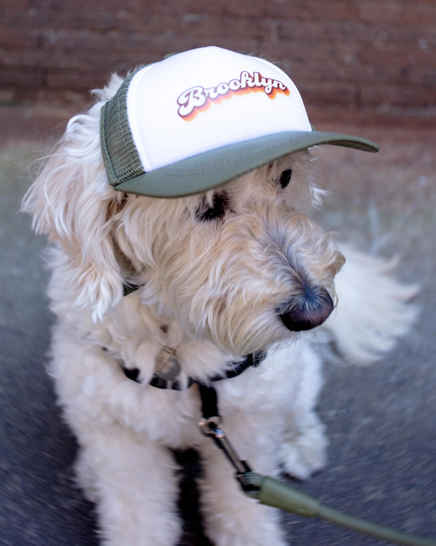 PUPLID Brooklyn Pet Trucker Hat (DOG & CO. EXCLUSIVE) - Image 4
