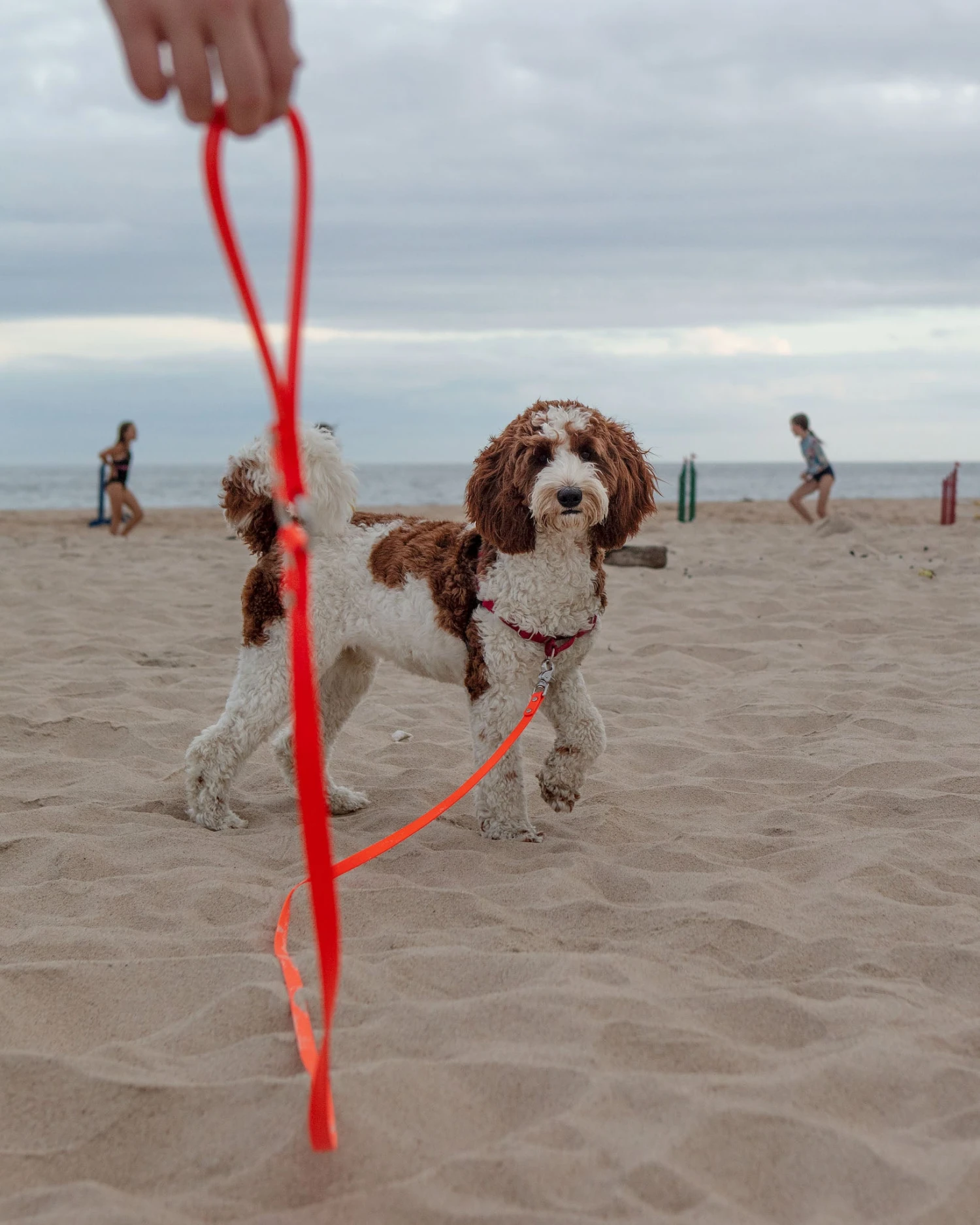 DOG & CO. COLLECTION Weekend Long Leash In Neon Orange (10 Or 20 Foot) (Made In The USA) - Image 7