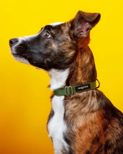 WAGWEAR Nylon Metropolitan Collar In Olive Green (Made In The USA)