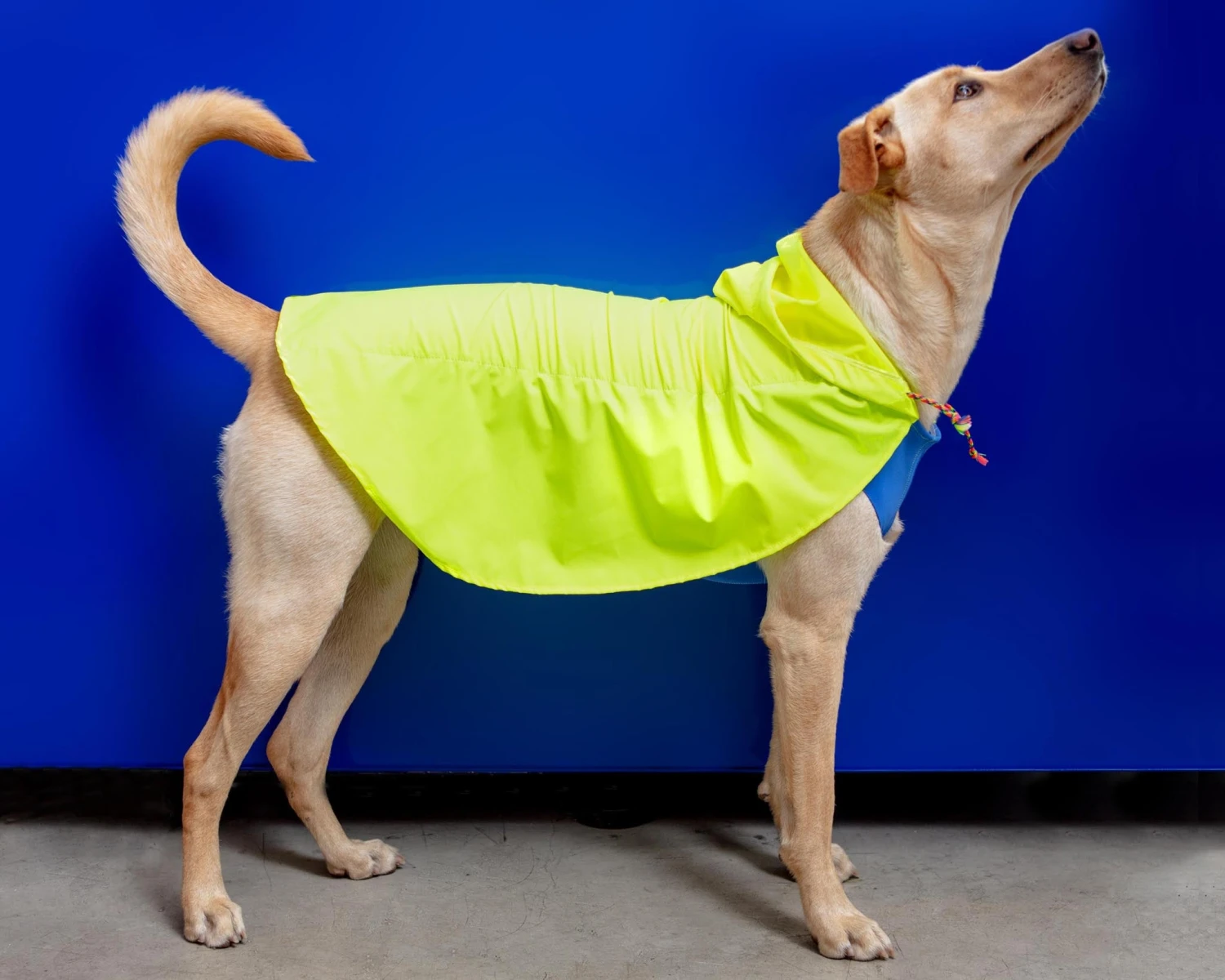 DOG & CO. COLLECTION Action Jacket Pull-On Raincoat In Safety Yellow + Blue (Made In NYC) - Image 11