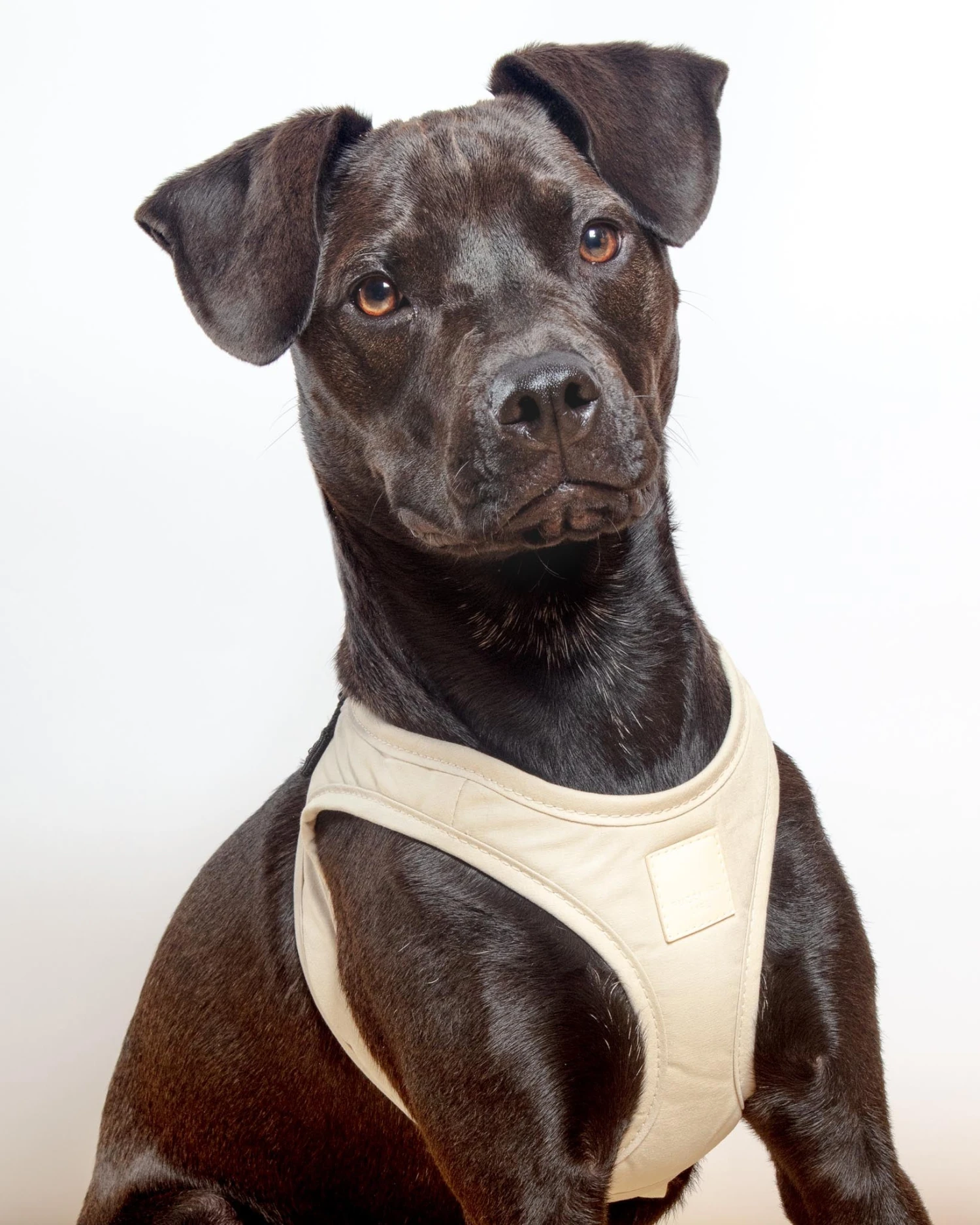 FUZZYARD Soft Fabric Step-In Dog Harness